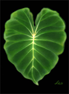 Taro Leaf